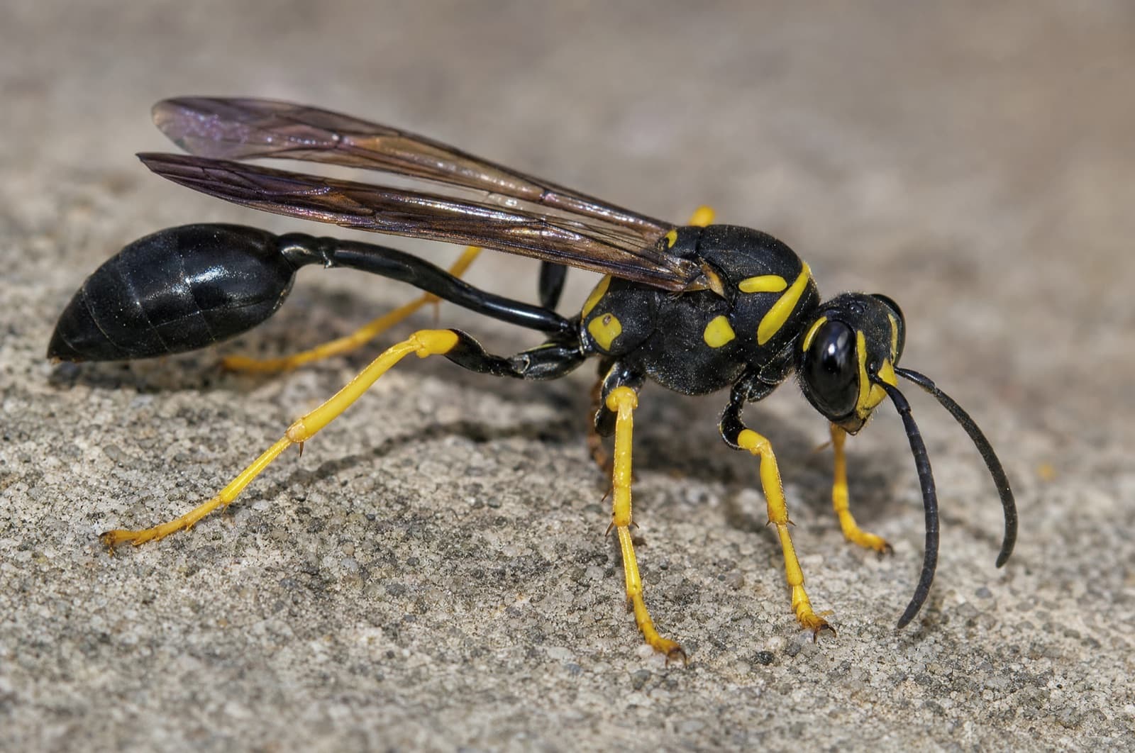 Mud Daubers in New Hampshire — identification photo
